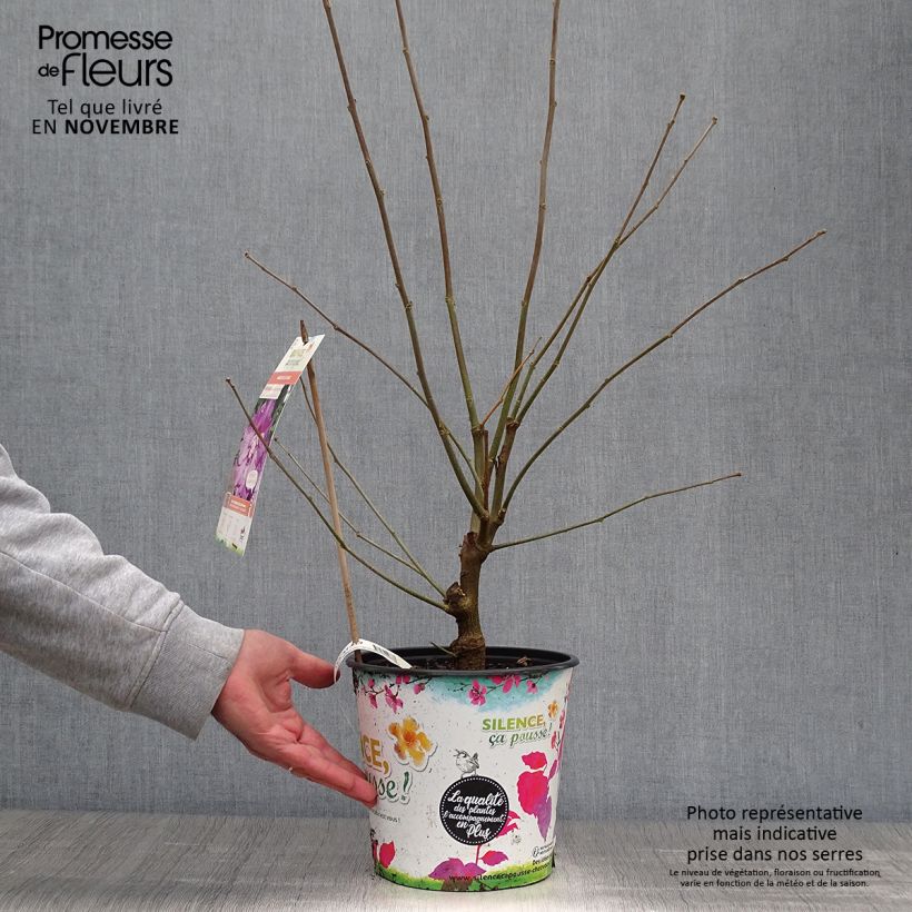 Hibiscus syriacus Eruption - Rose of Sharon 4L/5L pot sample as delivered in autumn