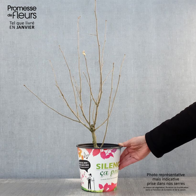 Hibiscus syriacus Eruption - Rose of Sharon 4L/5L pot sample as delivered in winter