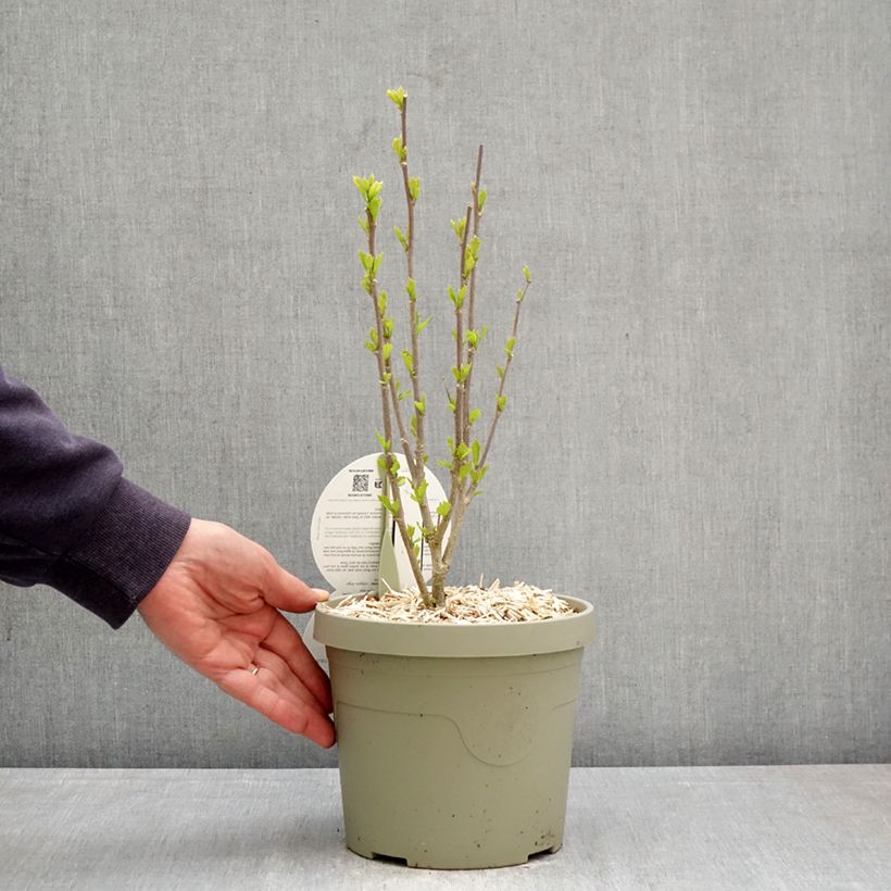 Hibiscus syriacus Flower Tower Purple - Rose of Sharon 3L/4L pot sample as delivered in spring