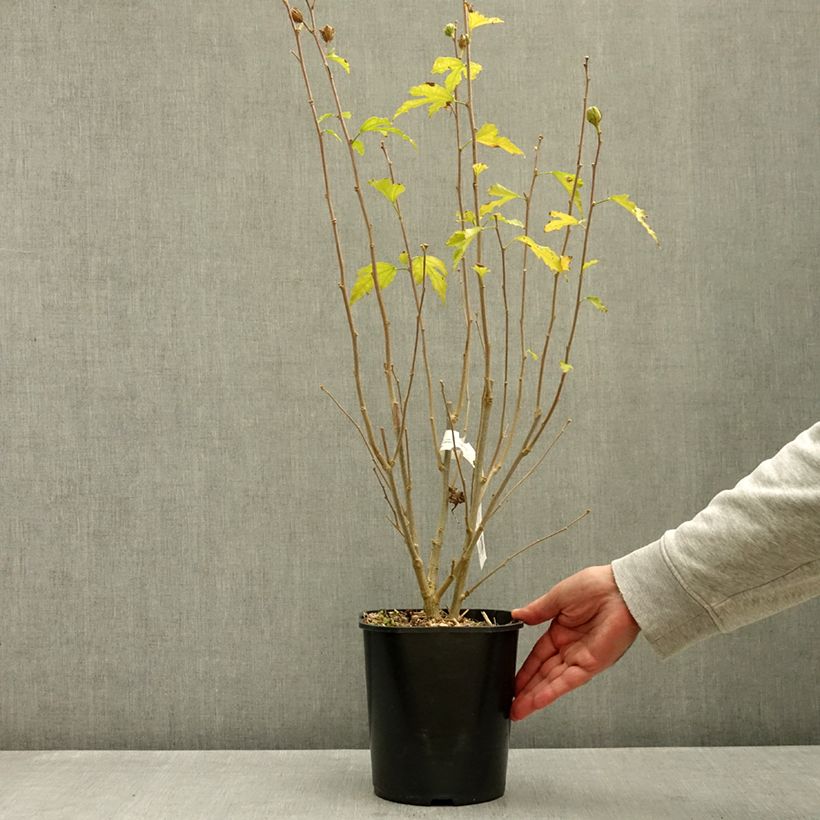 Hibiscus syriacus Flower Tower Ruby - Rose of Sharon 2L/3L pot sample as delivered in autumn
