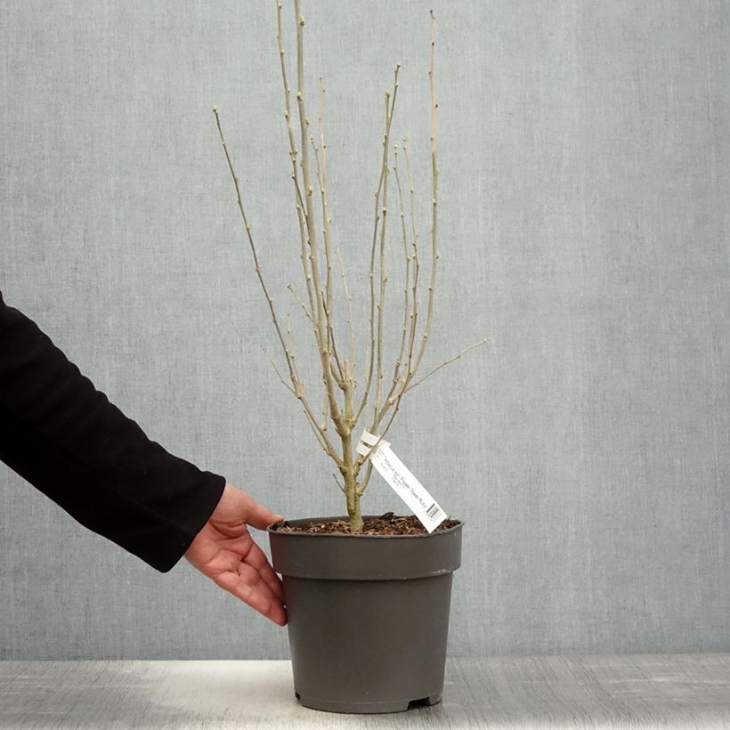 Hibiscus syriacus Flower Tower Ruby - Rose of Sharon 2L/3L pot sample as delivered in spring