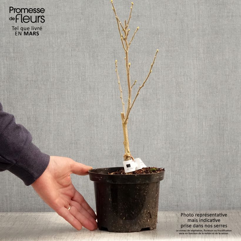 Hibiscus syriacus Flower Tower White - Rose of Sharon 1.5L/2L pot sample as delivered in spring