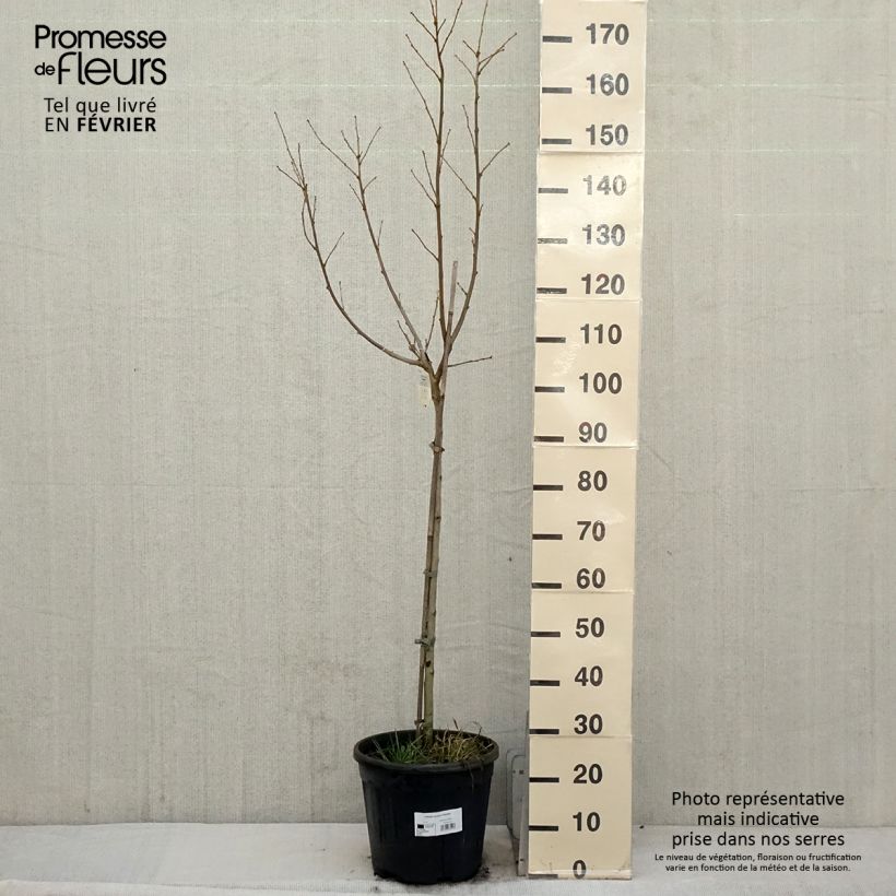 Hibiscus syriacus Hamabo - Rose of Sharon 7.5L/10L pot sample as delivered in winter