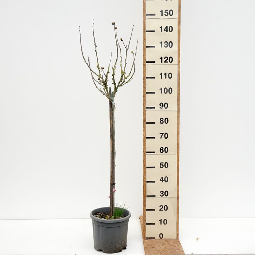 Hibiscus syriacus Hamabo - Rose of Sharon 7.5L/10L pot, Half standard sample as delivered in autumn