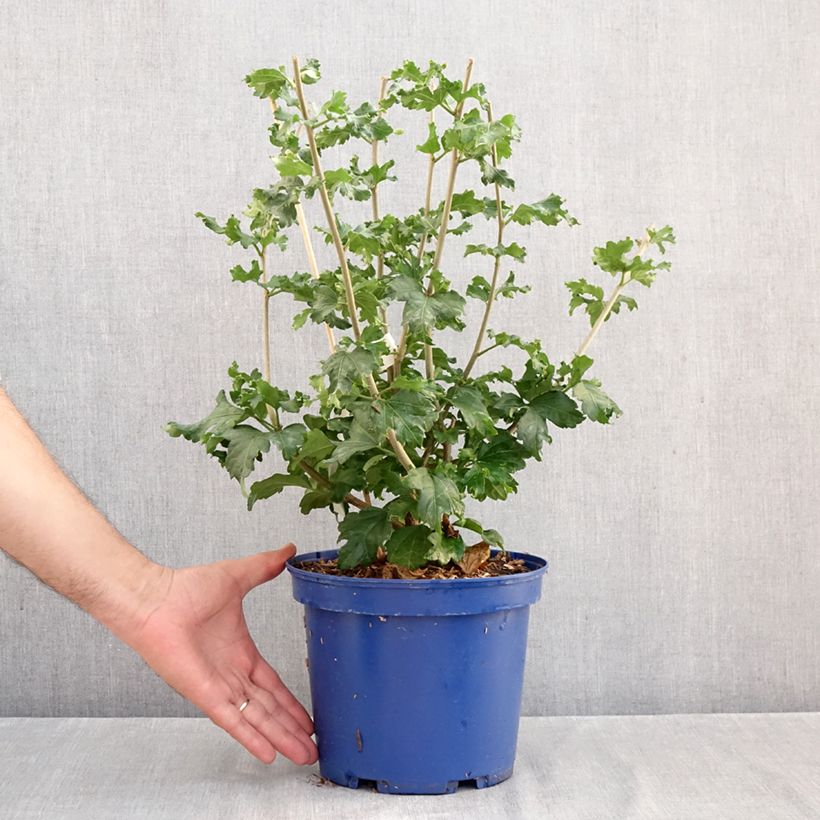 Hibiscus syriacus Cocktail - Rose of Sharon 3L/4L pot sample as delivered in autumn