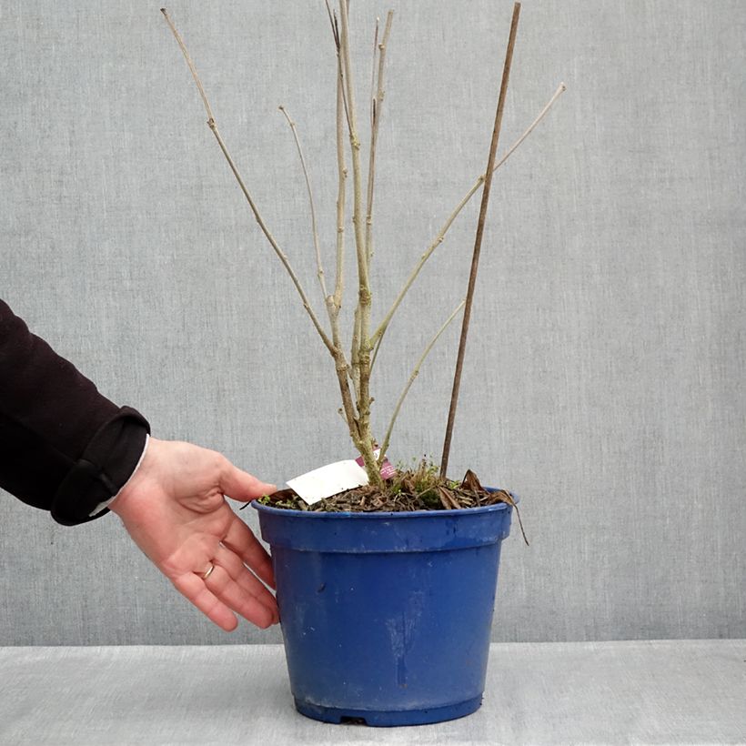 Hibiscus syriacus Sangria - Rose of Sharon 3L/4L pot sample as delivered in autumn