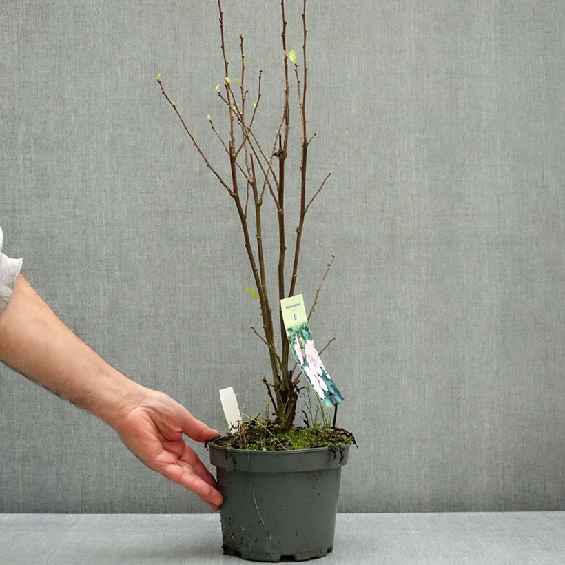 Hibiscus syriacus Leopoldii - Rose of Sharon 2L/3L pot sample as delivered in autumn
