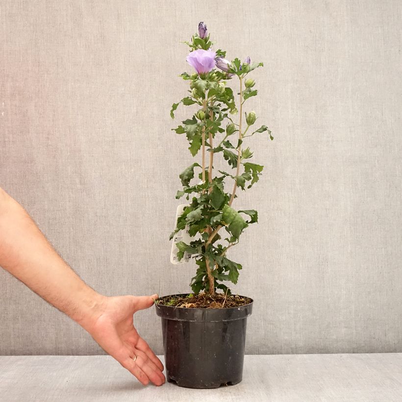 Hibiscus syriacus Oiseau Bleu - Rose of Sharon 2L/3L pot sample as delivered in summer