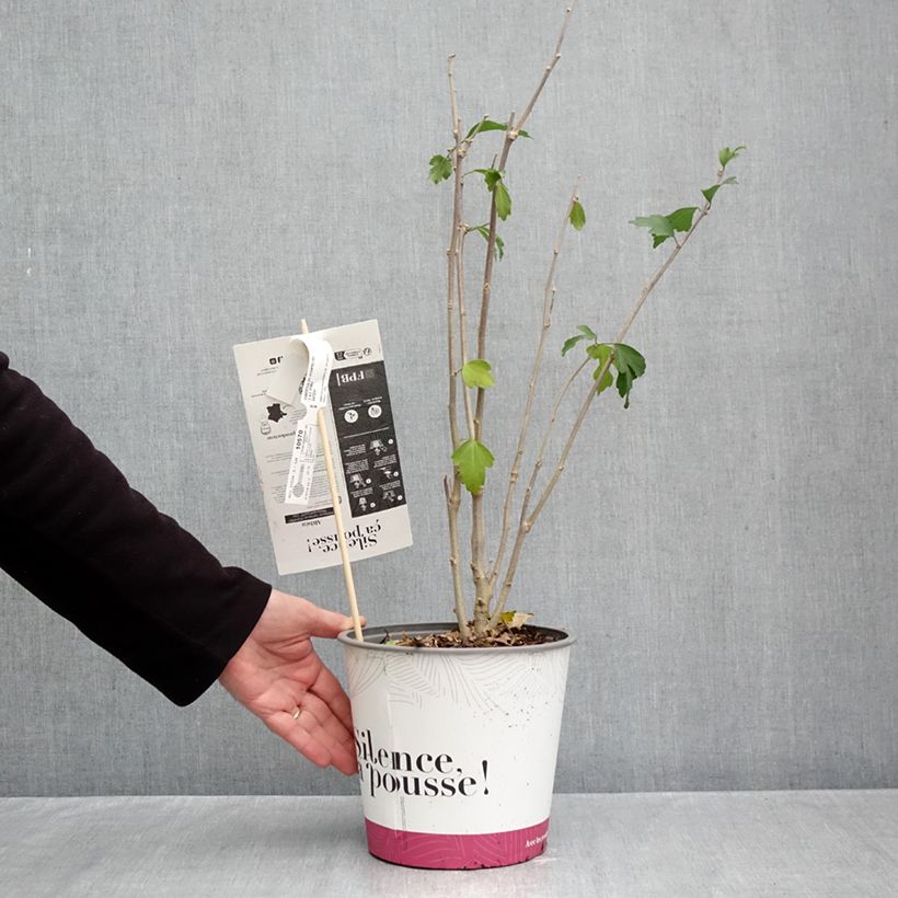 Hibiscus syriacus Pompei - Rose of Sharon 4L/5L pot sample as delivered in autumn