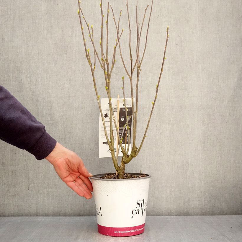 Hibiscus syriacus Pompei - Rose of Sharon 4L/5L pot sample as delivered in spring