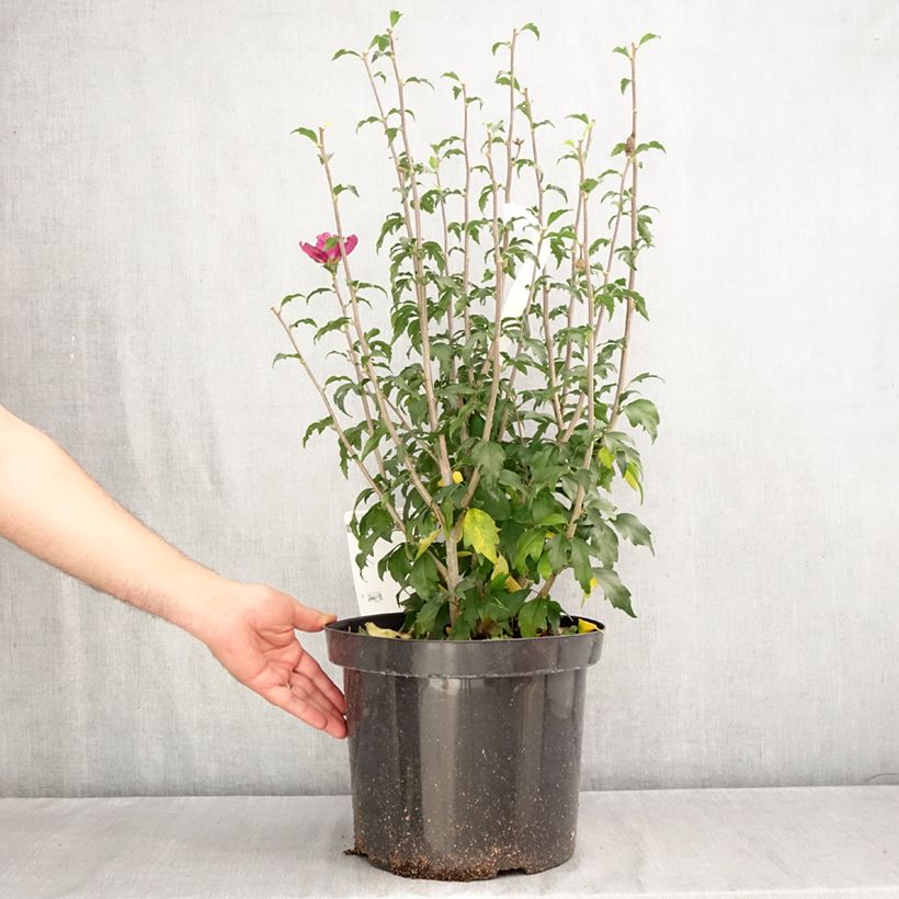 Hibiscus syriacus Purple Ruffles - Rose of Sharon 7.5L/10L pot sample as delivered in autumn