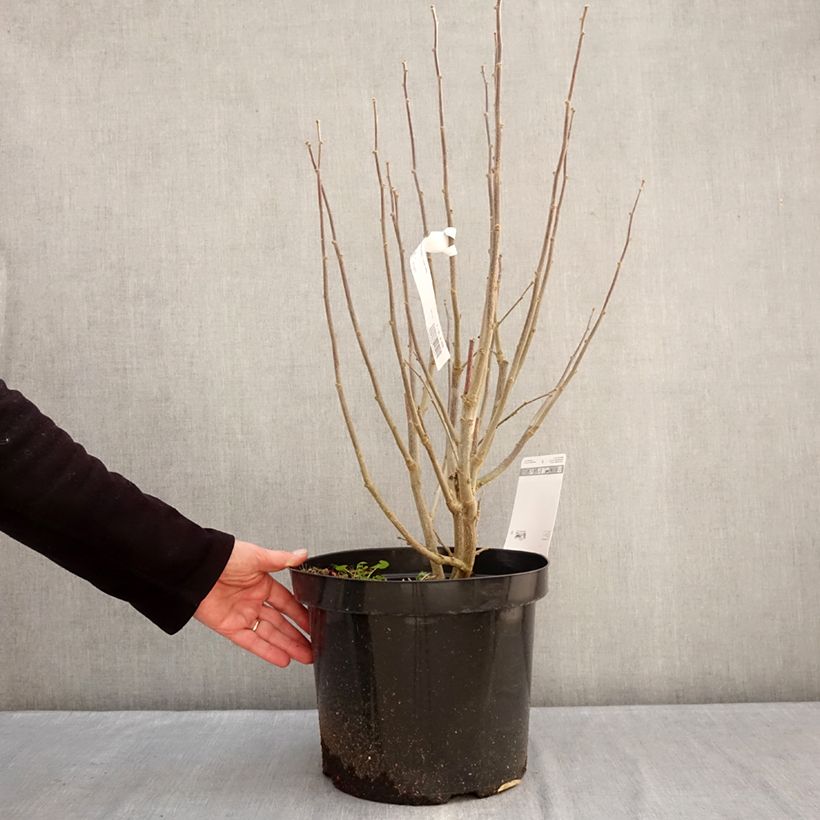 Hibiscus syriacus Purple Ruffles - Rose of Sharon 7.5L/10L pot sample as delivered in winter