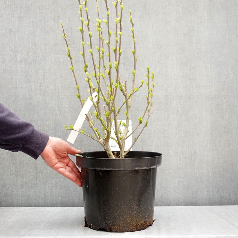 Hibiscus syriacus Purple Ruffles - Rose of Sharon 7.5L/10L pot sample as delivered in spring