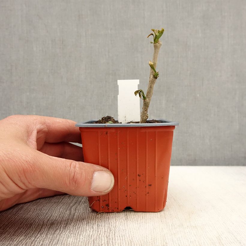 Hibiscus syriacus Red Heart - Rose of Sharon 8/9 cm pot sample as delivered in spring