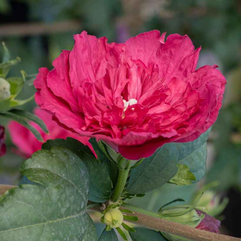 Hibiscus syriacus Ruby Chiffon® - Rose of Sharon (Foliage)