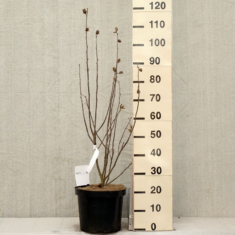 Hibiscus syriacus Shintaeyang - Rose of Sharon 7.5L/10L pot sample as delivered in spring