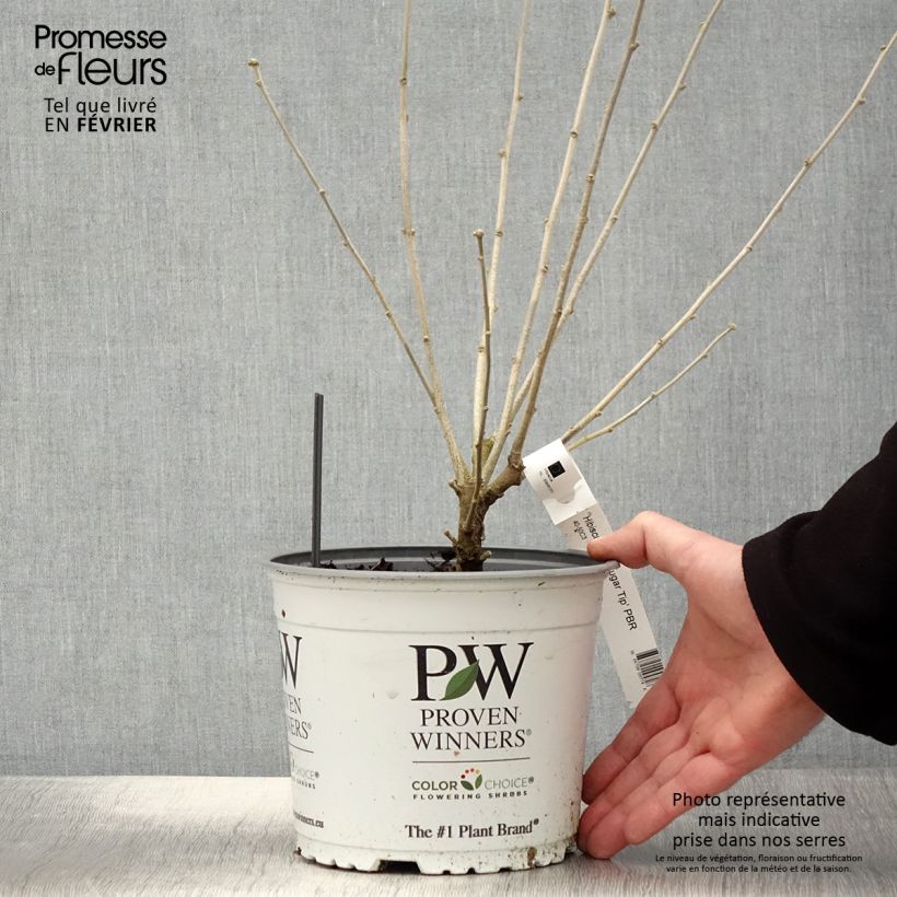 Hibiscus syriacus Sugar Tip - Rose of Sharon 3L/4L pot sample as delivered in winter