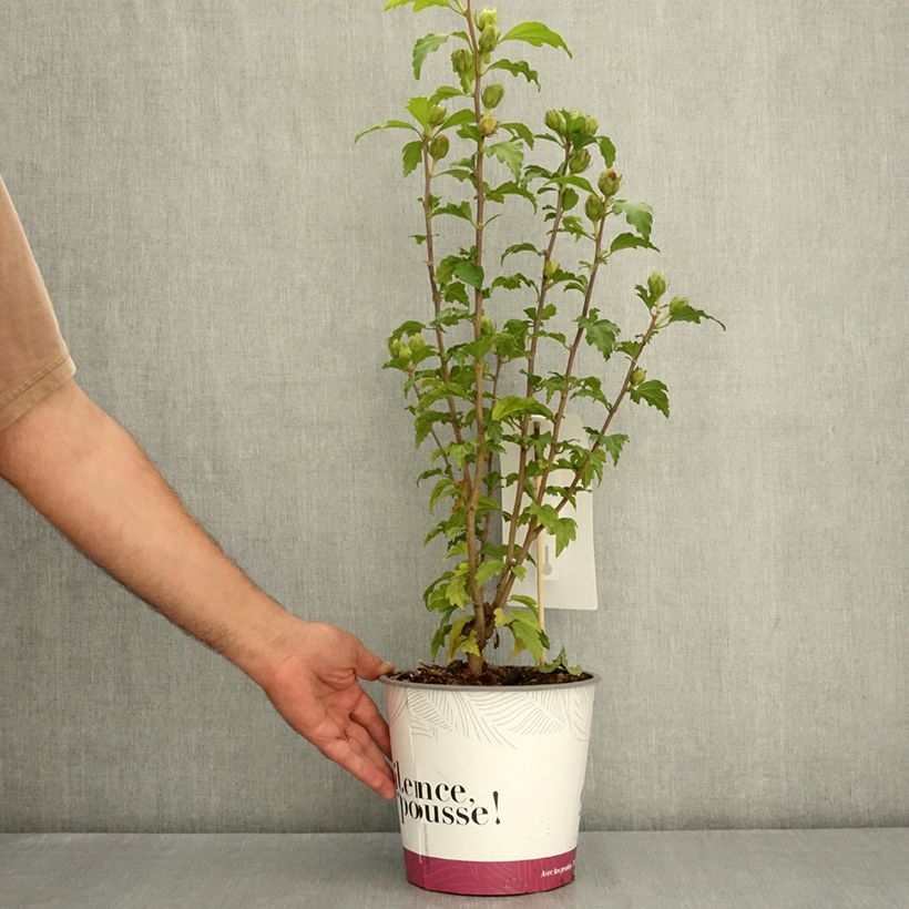 Hibiscus syriacus Sup’Bridge® - Rose of Sharon 4L/5L pot sample as delivered in summer