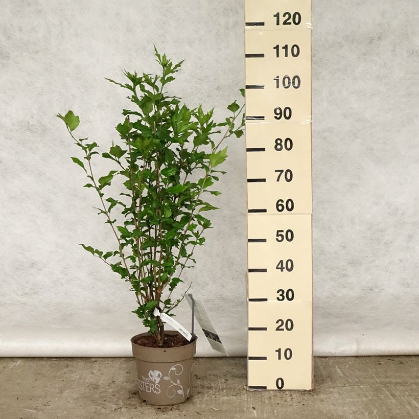 Hibiscus syriacus Three Sisters (Lavender Chiffon, Blue Chiffon, White Chiffon) - Rose of Sharon 6L/7L pot sample as delivered in spring