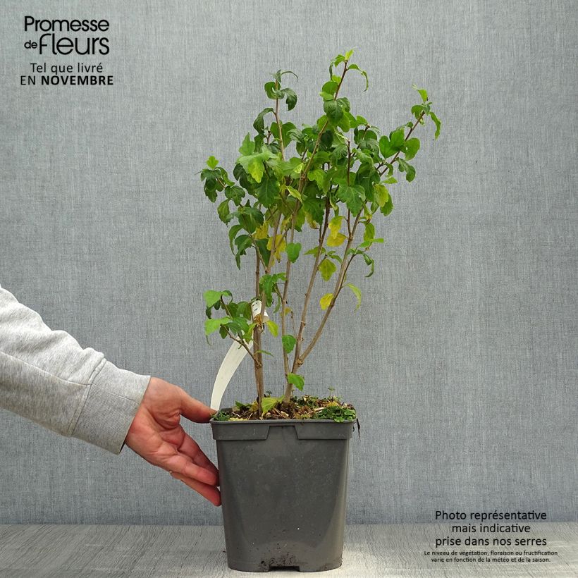 Hibiscus syriacus Ultramarine Minultra - Rose of Sharon 3L/4L pot sample as delivered in autumn