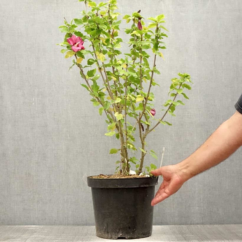 Hibiscus syriacus Woodbridge - Rose of Sharon 6L/7L pot sample as delivered in summer