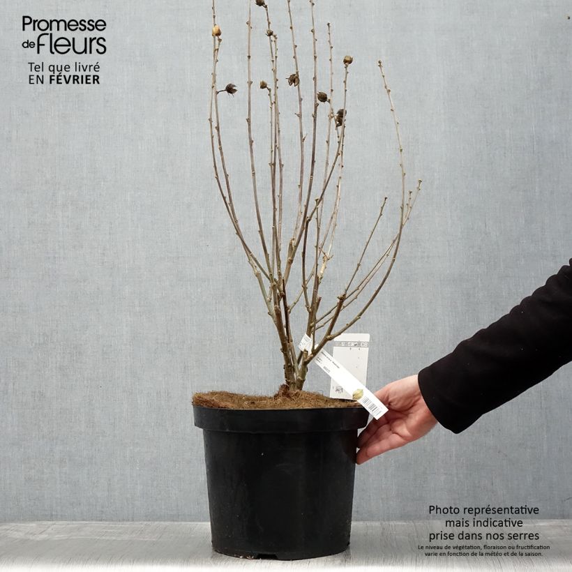 Hibiscus syriacus Woodbridge - Rose of Sharon 6L/7L pot sample as delivered in winter