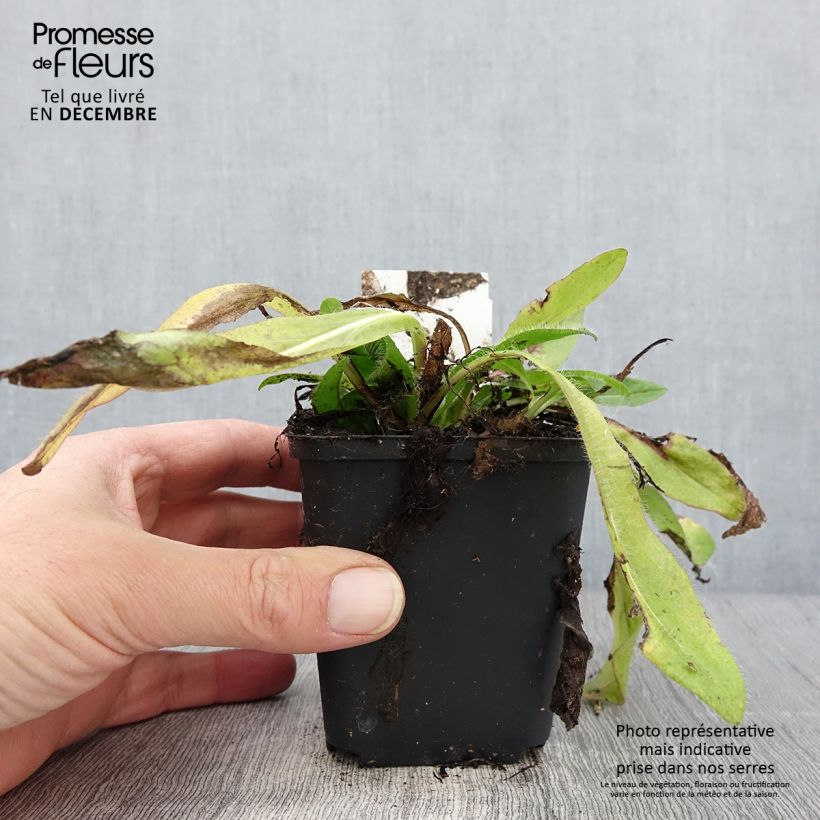 Hieracium aurantiacum 8/9 cm pot sample as delivered in autumn