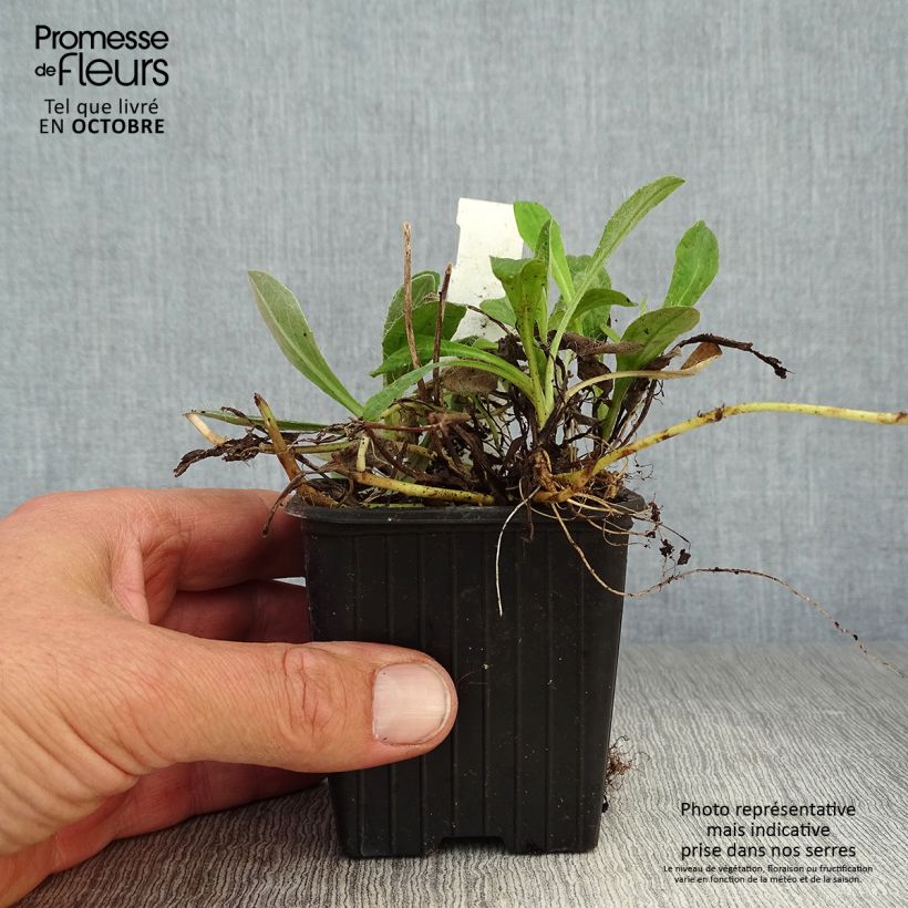 Hieracium pilosella 8/9 cm pot sample as delivered in autumn