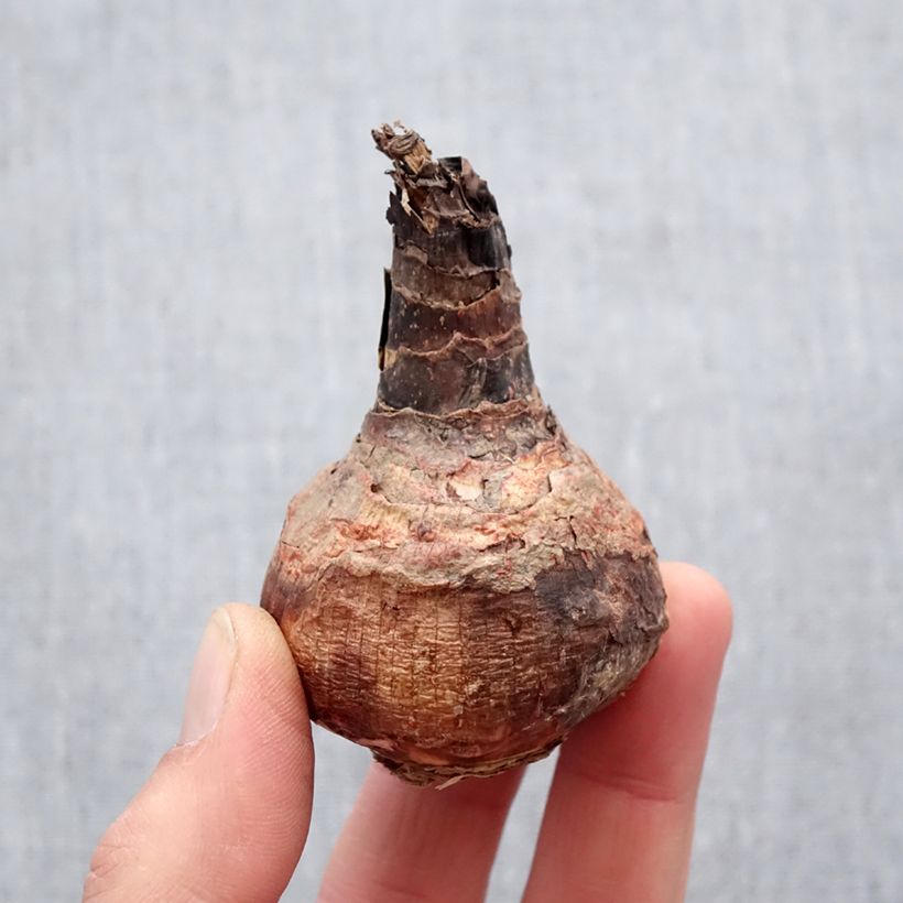 x Hippeastrelia Durga Pradhan - Hybrid Amaryllis Bulb size 12+ sample as delivered in spring