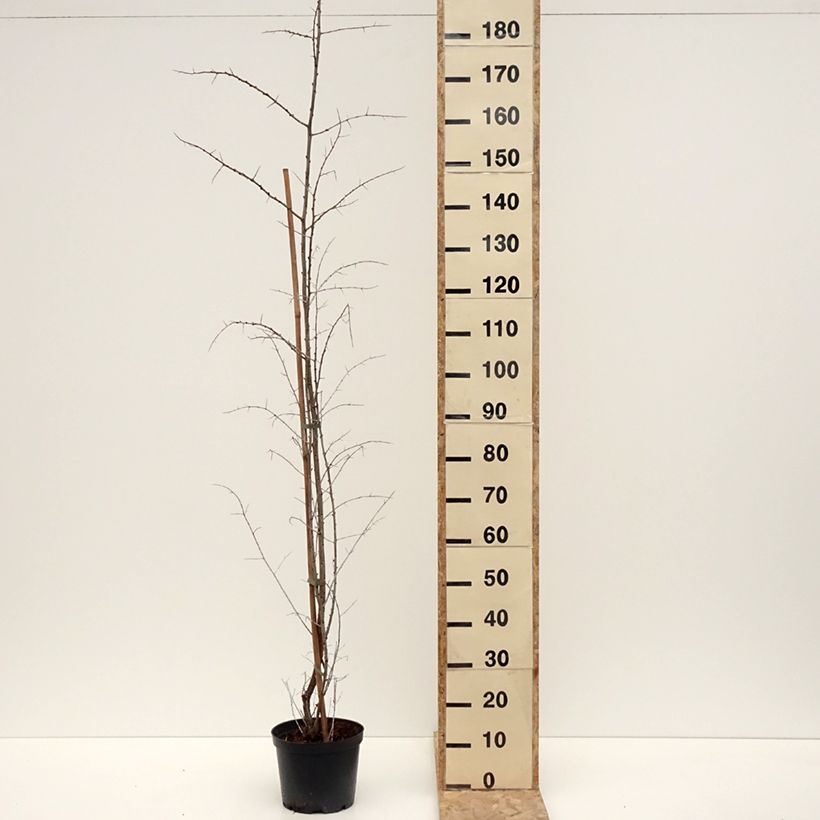 Hippophae rhamnoides Frugana - Sea buckthorn 4L/5L pot, Clump sample as delivered in winter