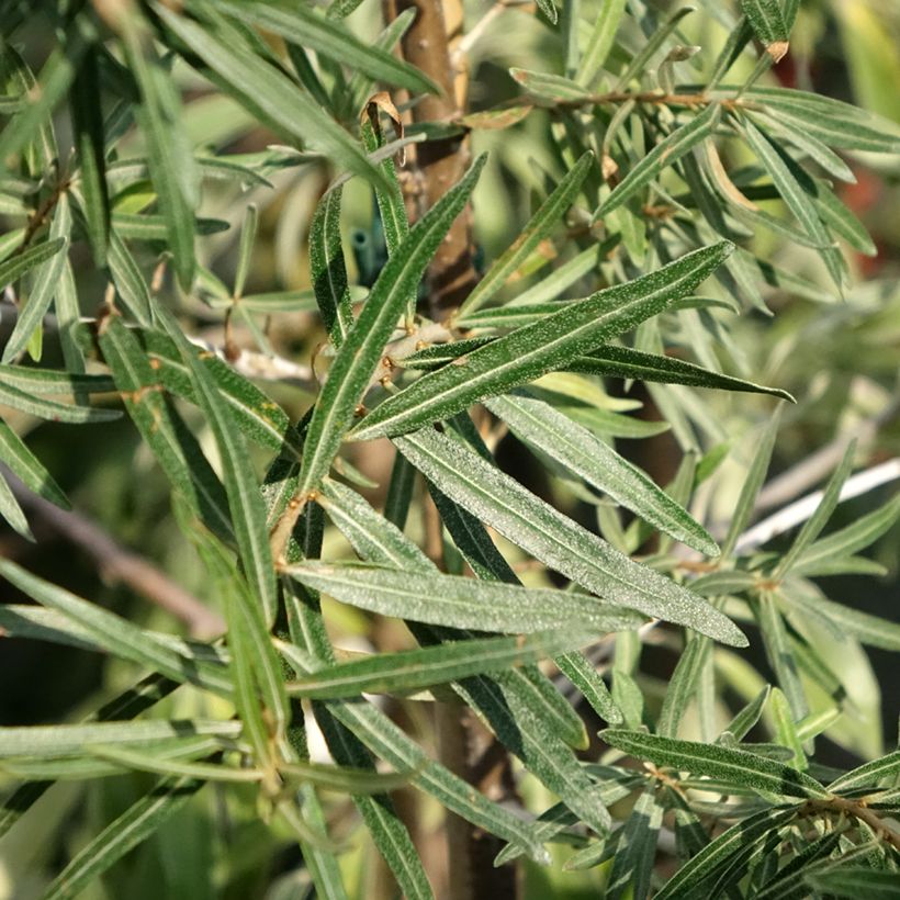 Hippophae rhamnoides Frugana - Sea buckthorn (Foliage)