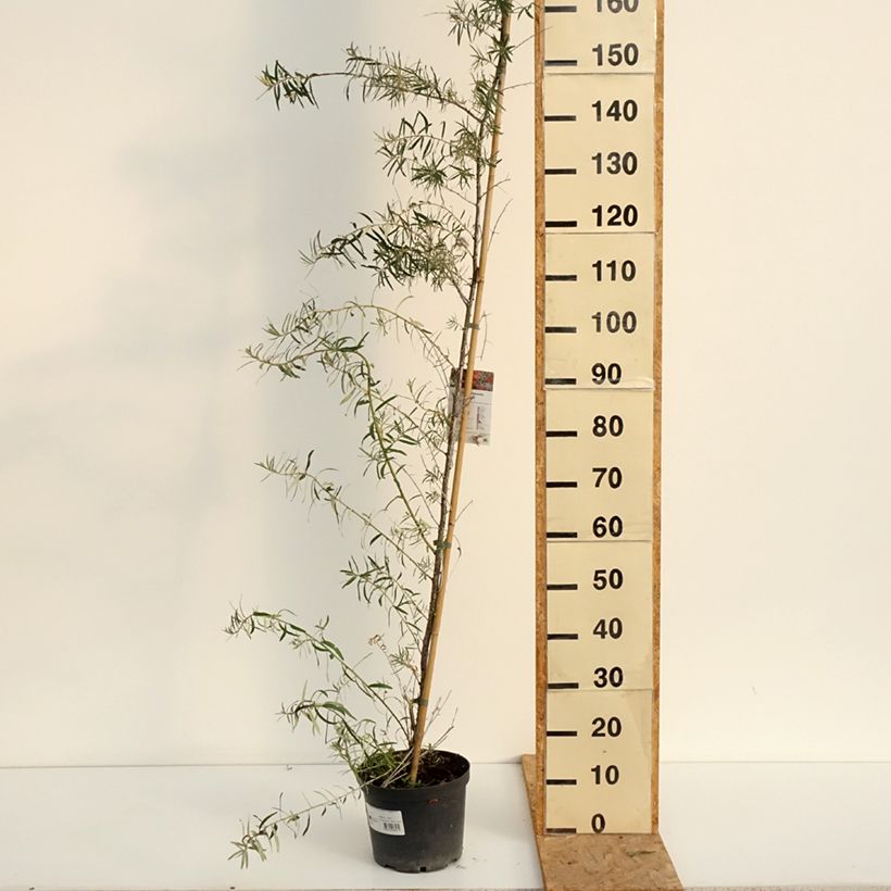 Hippophae rhamnoides Frugana - Sea buckthorn 4L/5L pot, Clump sample as delivered in summer