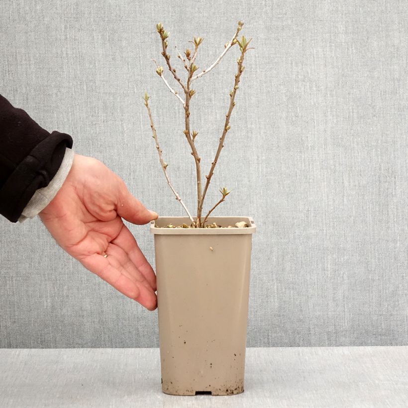 Hippophae rhamnoides Garden's Gift 1.5L/2L pot, Clump sample as delivered in spring