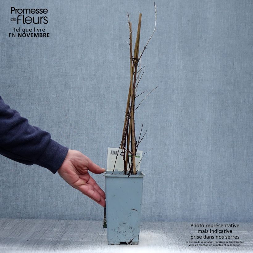 Hippophae rhamnoides Leikora 1.5L/2L pot sample as delivered in autumn