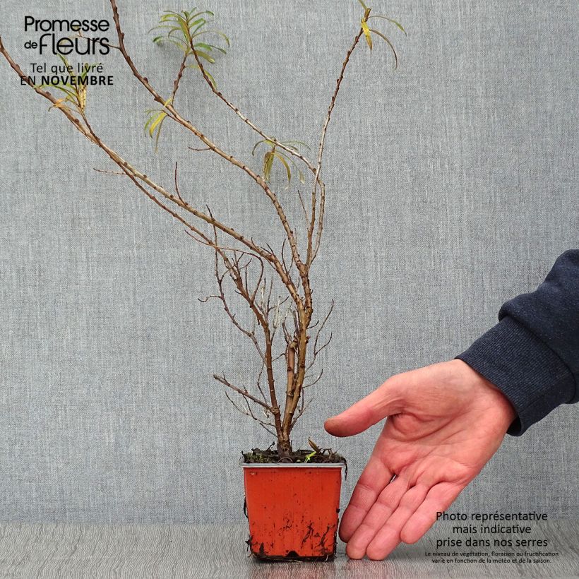 Hippophae rhamnoides Leikora 8/9 cm pot sample as delivered in autumn
