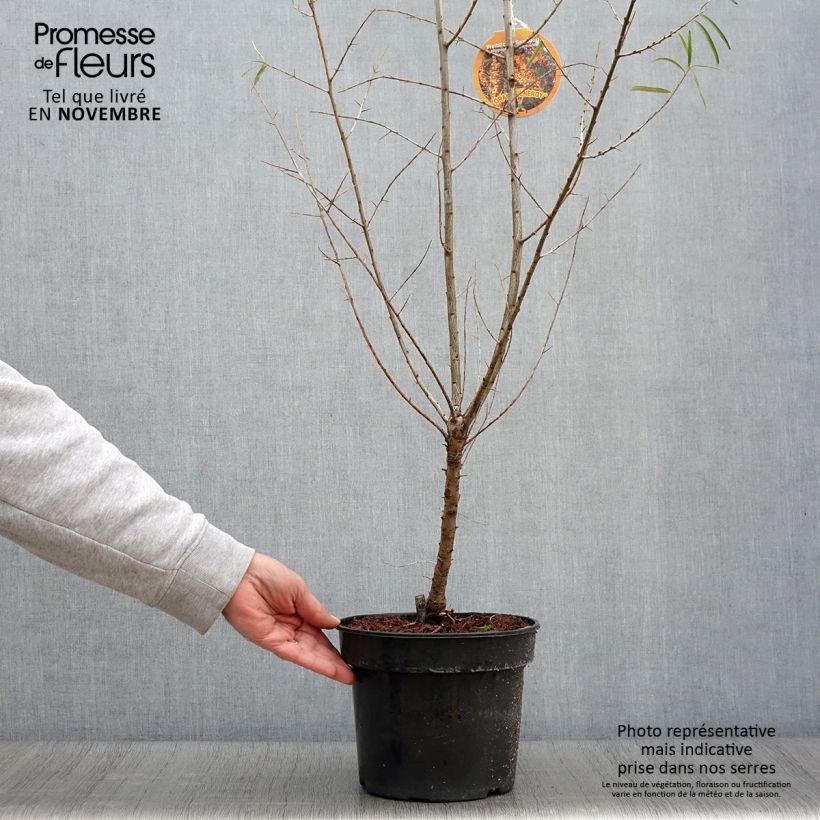 Hippophae rhamnoides Orange Energy Hagebo 3L/4L pot sample as delivered in autumn