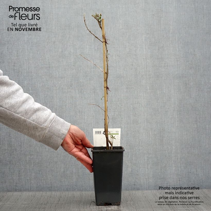 Hippophae rhamnoides Pollmix 1.5L/2L pot sample as delivered in autumn