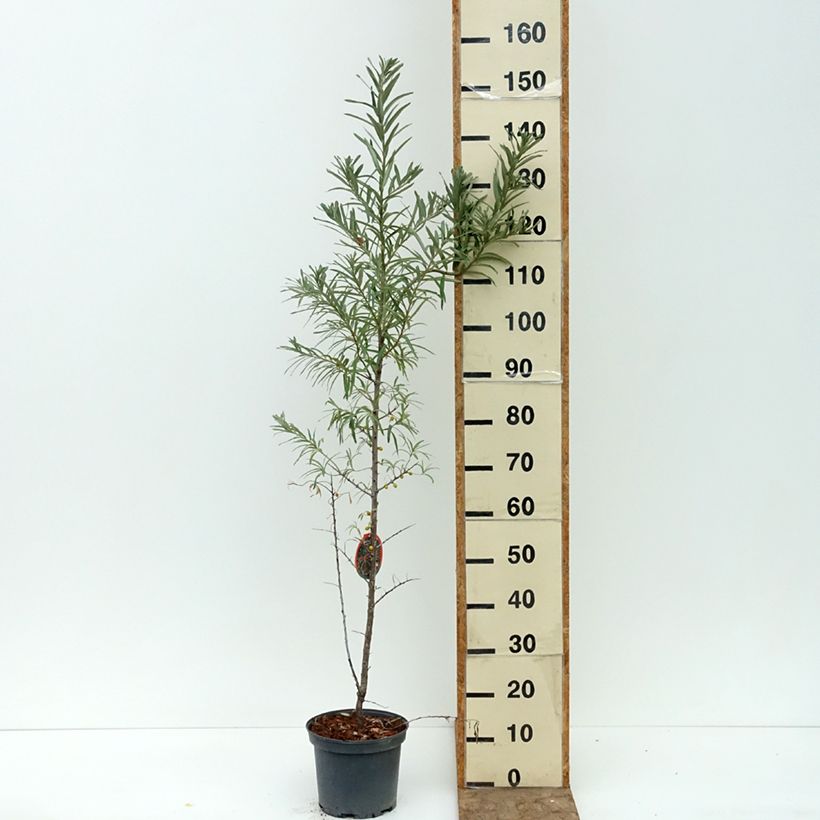 Hippophae rhamnoides Sirola - Sea buckthorn 4L/5L pot, Clump sample as delivered in summer