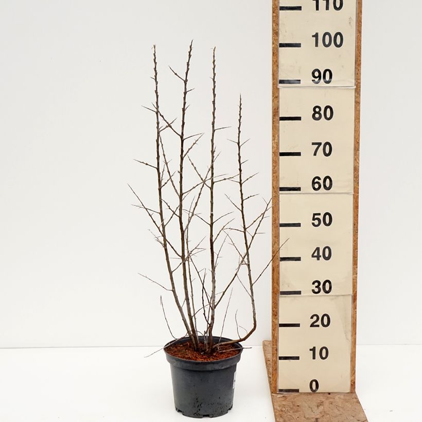 Hippophae rhamnoides Sirola - Sea buckthorn 4L/5L pot, Clump sample as delivered in winter