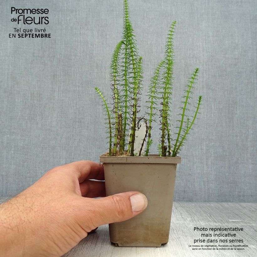 Hippuris vulgaris 8/9 cm pot sample as delivered in autumn
