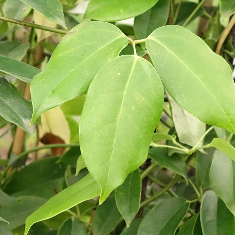 Holboellia coriacea - Sausage Vine (Foliage)