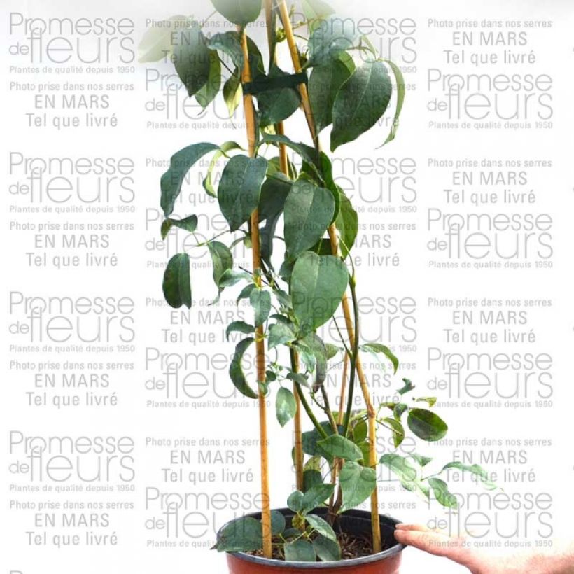 Example of Holboellia latifolia - Broad-leaved Sausage Vine 1.5L/2L pot specimen as delivered
