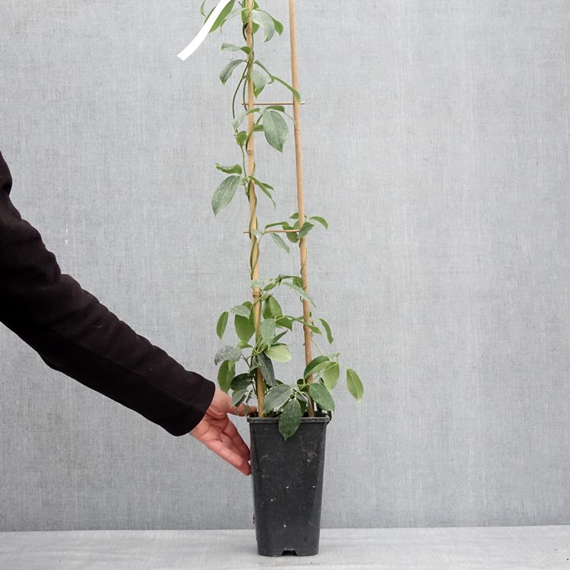 Holboellia traversii - China Bluebell 3L/4L pot sample as delivered in winter