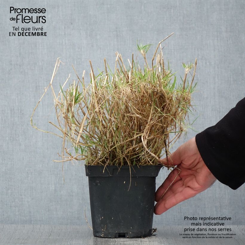 Holcus mollis Albovariegatus - Variegated creeping soft grass 2L/3L pot sample as delivered in autumn