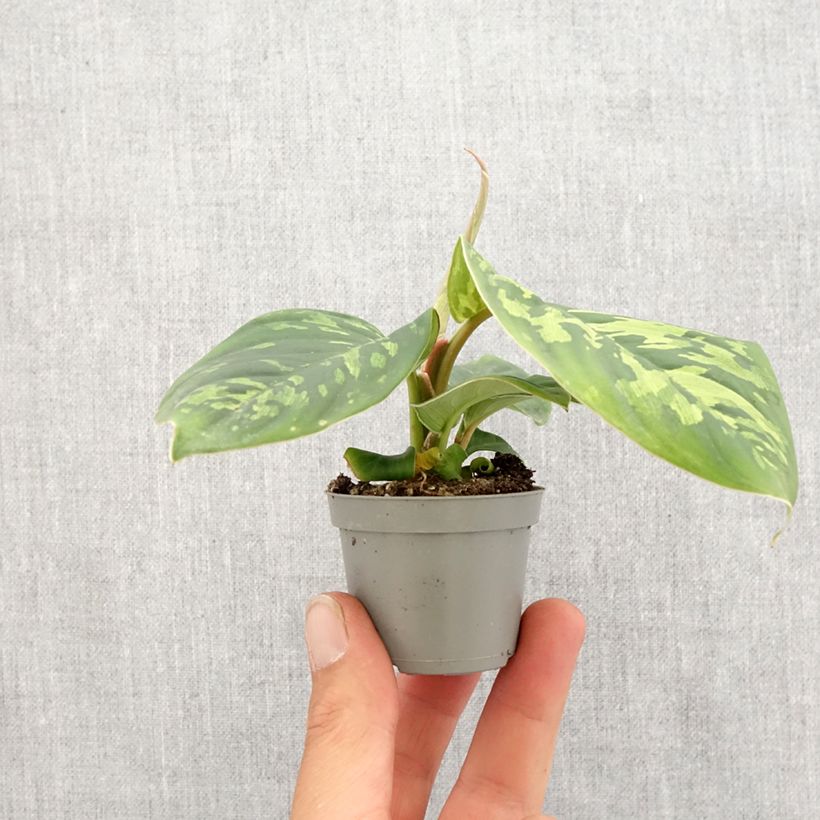 Aglaonema wallisii Camouflage - Chinese evergreen Mini-plante sample as delivered in spring