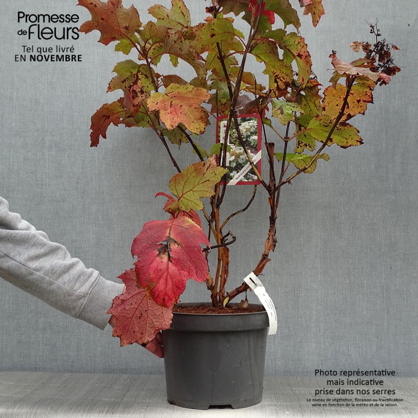Hydrangea quercifolia Bultinks Giant Flowers 7.5L/10L pot sample as delivered in autumn