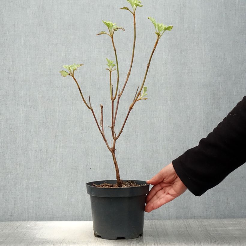 Hydrangea quercifolia Sikes Dwarf 2L/3L pot sample as delivered in spring