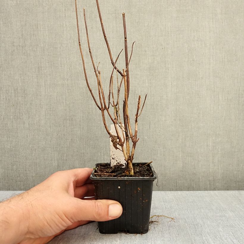 Hydrangea arborescens Candybelle Marshmallow 8/9 cm pot sample as delivered in autumn