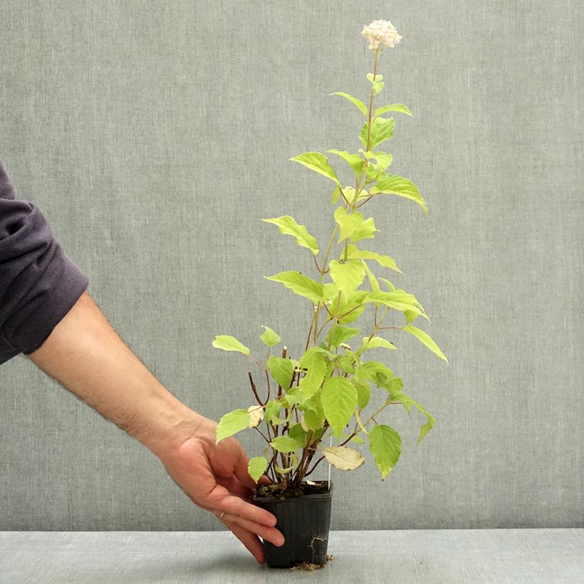 Hortensia arborescens Candybelle Marshmallow Godet de 8/9 cm sample as delivered in summer