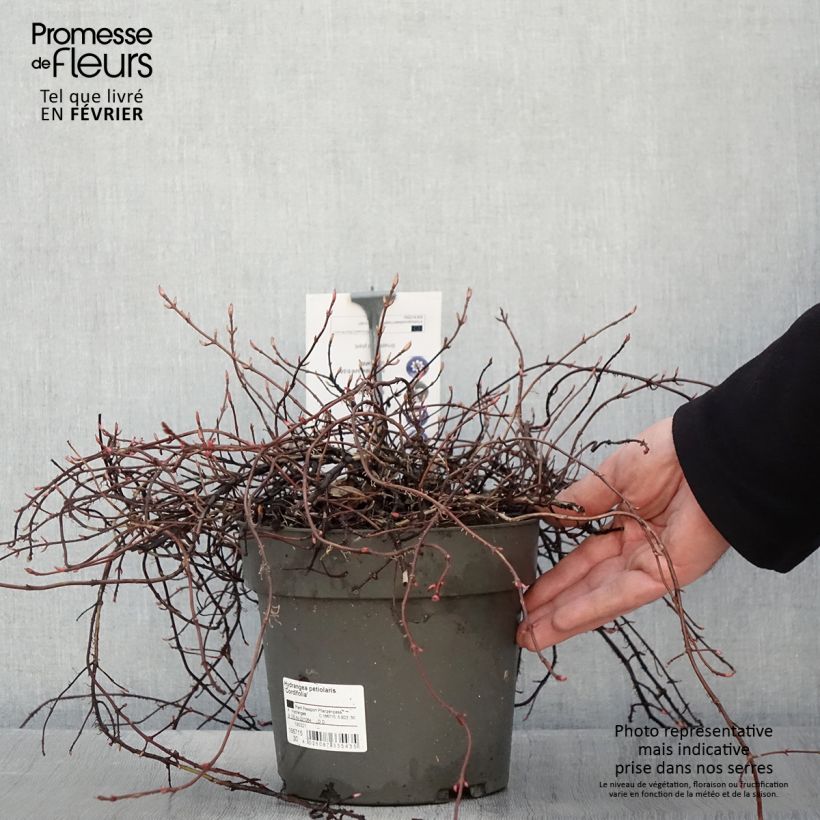 Hydrangea petiolaris Cordifolia- Climbing Hydrangea 3L/4L pot sample as delivered in winter